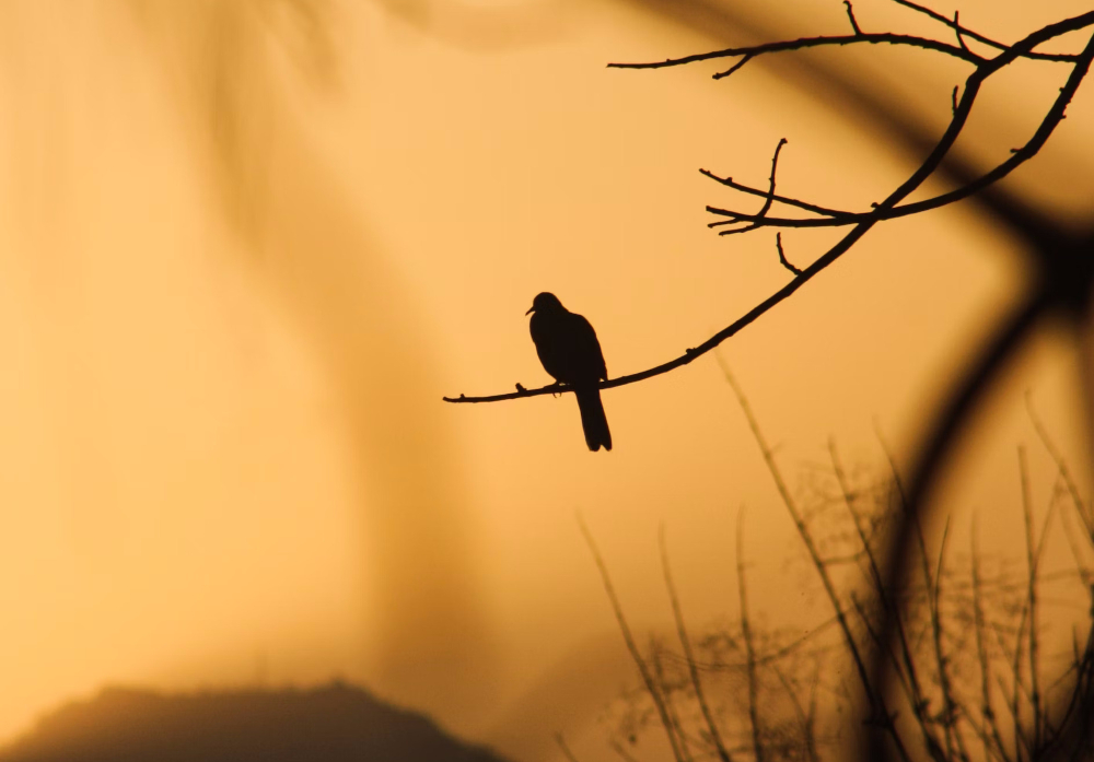 A new video course on Hyvä Checkout development ... in Early Bird A new video course on Hyvä Checkout development ... in Early Bird