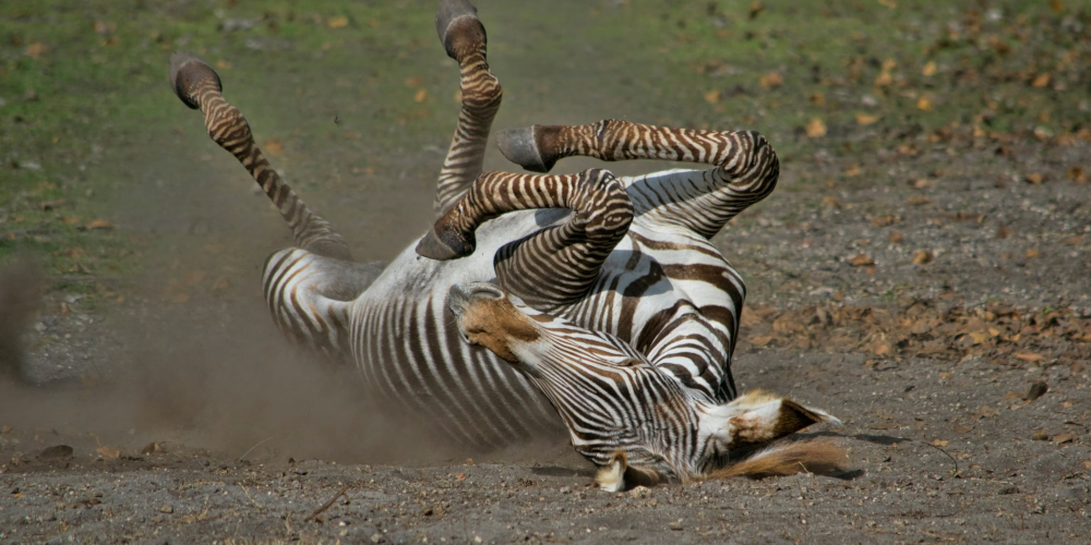 Setup a Magento module via setup:upgrade or not? Setup a Magento module via setup:upgrade or not?